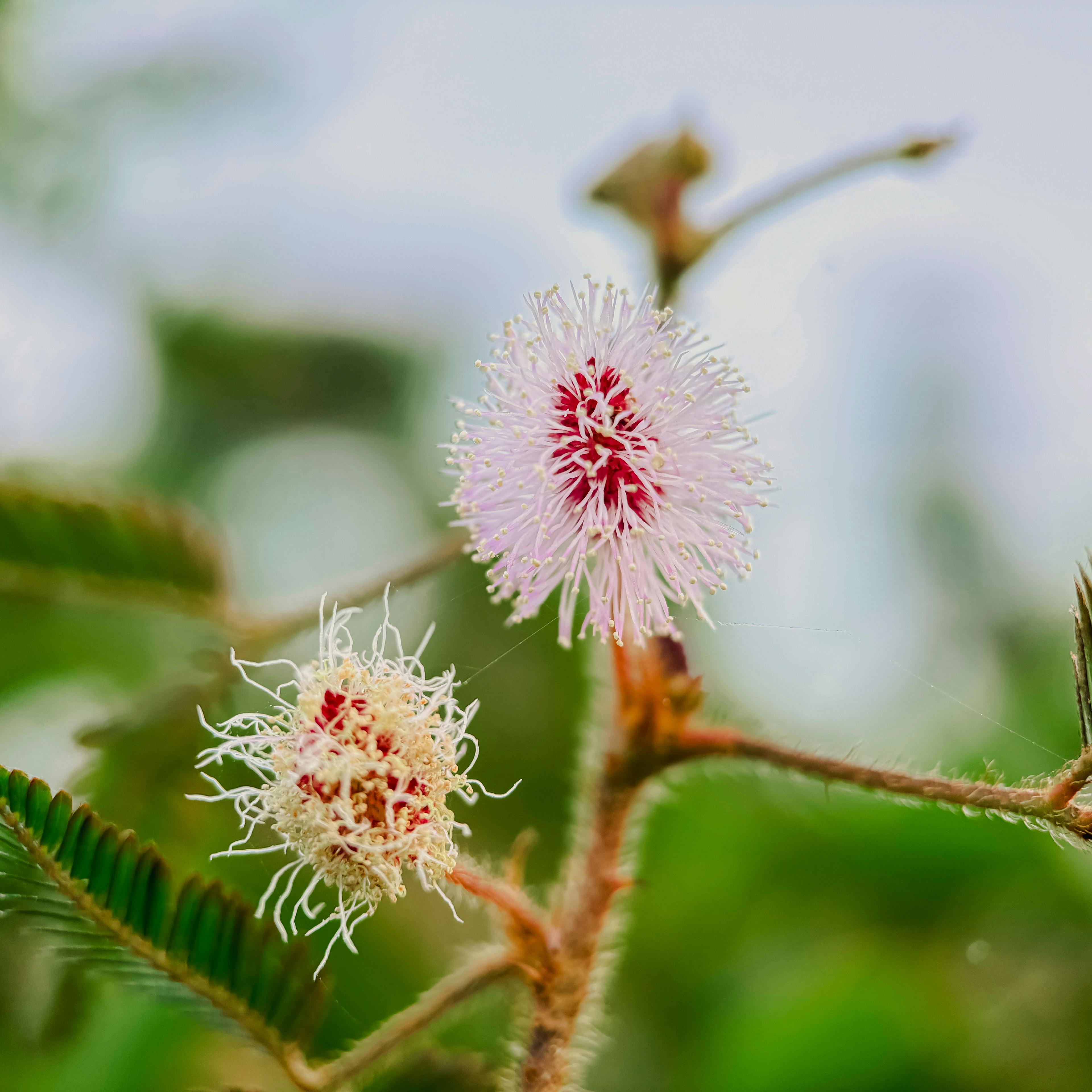 Shot on Macro 75mm by @beacasso