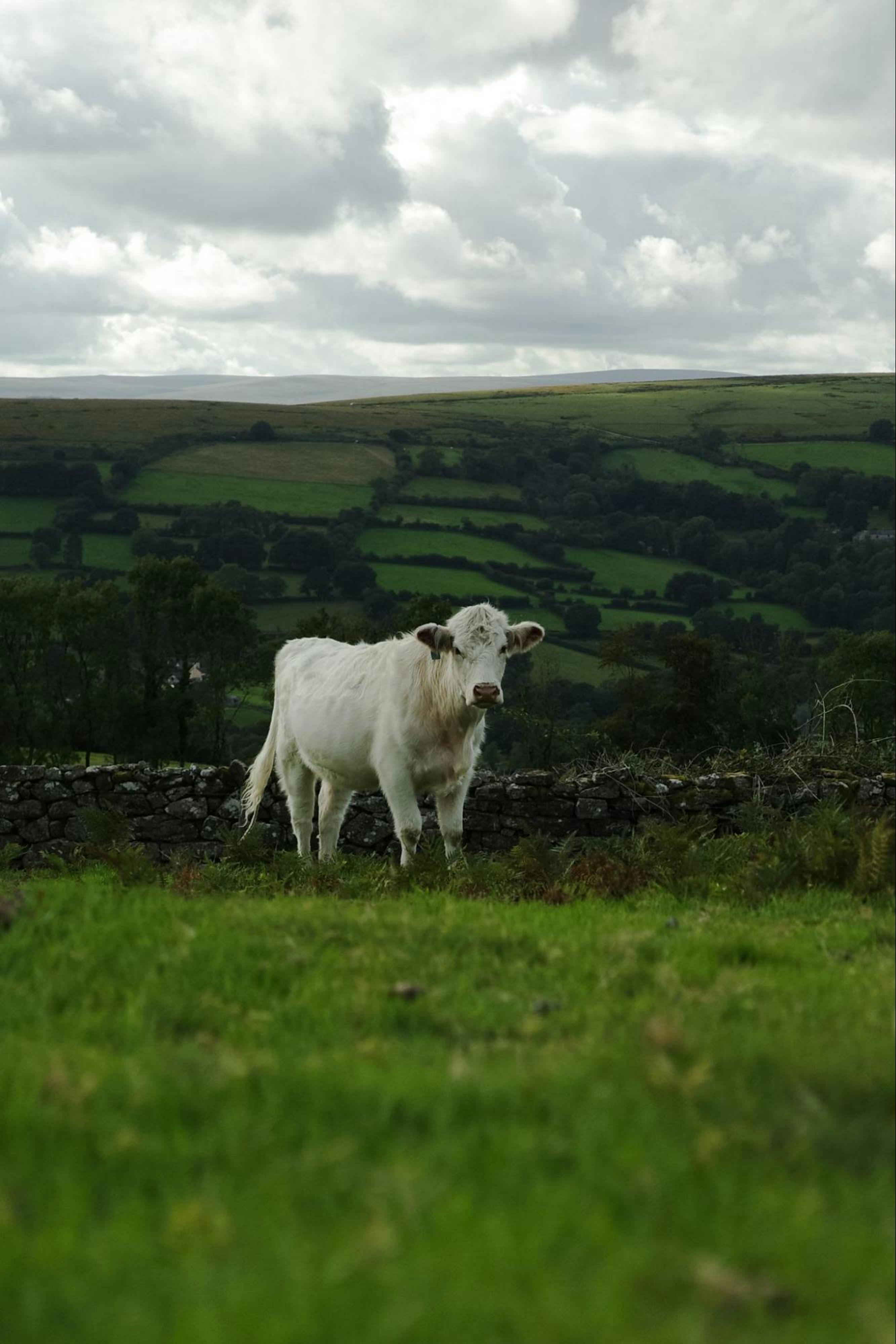 English countryside.